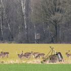 Jetzt der nächste....