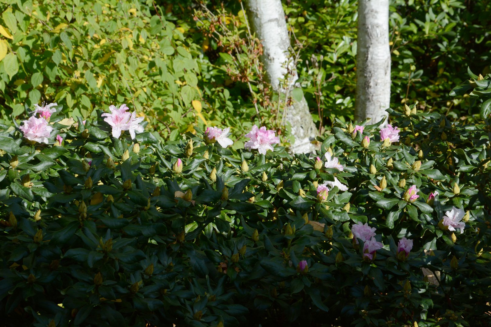 Jetzt drehen meine Rhododendron völlig durch