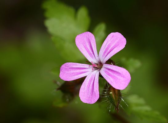 Jetzt dürfte der Altweibersommer 