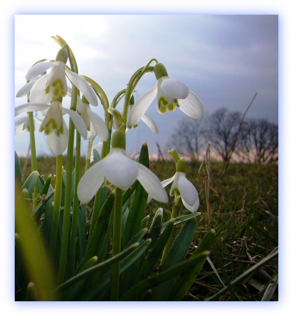 15 HQ Pictures Wann Fängt Der Frühling An Magischer Fruhling Hier