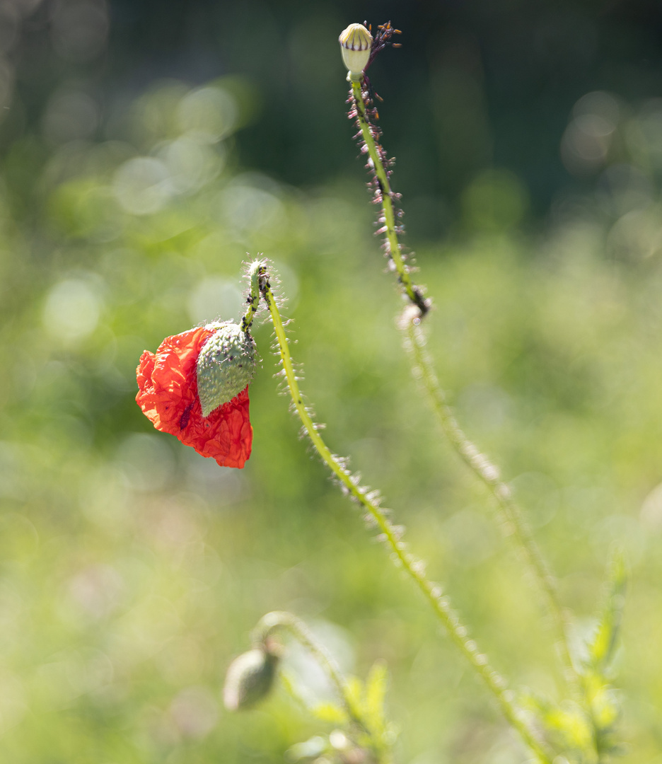 Jetzt fängt der Mohn an zu blühen