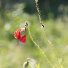 Jetzt fängt der Mohn an zu blühen