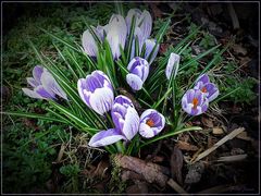 Jetzt fangen meine Krokusse an aufzublühen...:-))