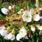 jetzt fehlen nur noch die Bienen ...