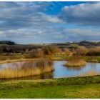 Jetzt fehlen nur noch die Brutpaare - Sielmann Weiher Worblingen