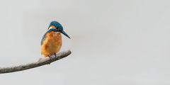 Jetzt fehlen nur noch die Fische