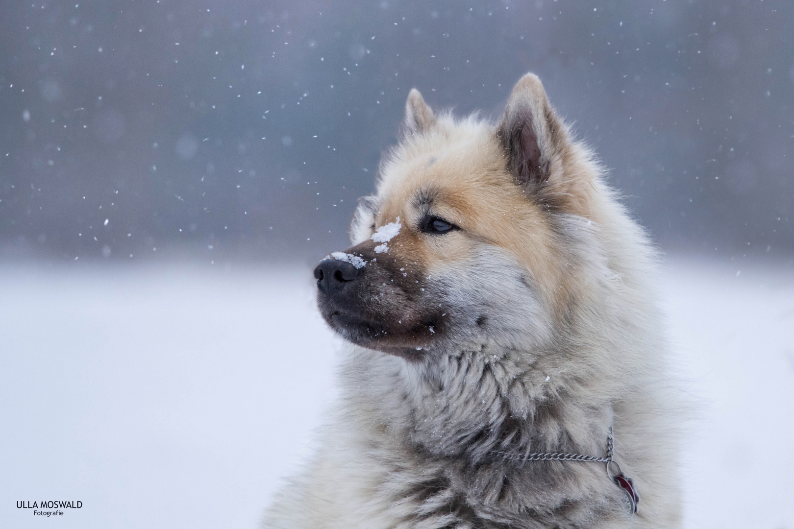 ...jetzt fehlt uns noch der Schnee...