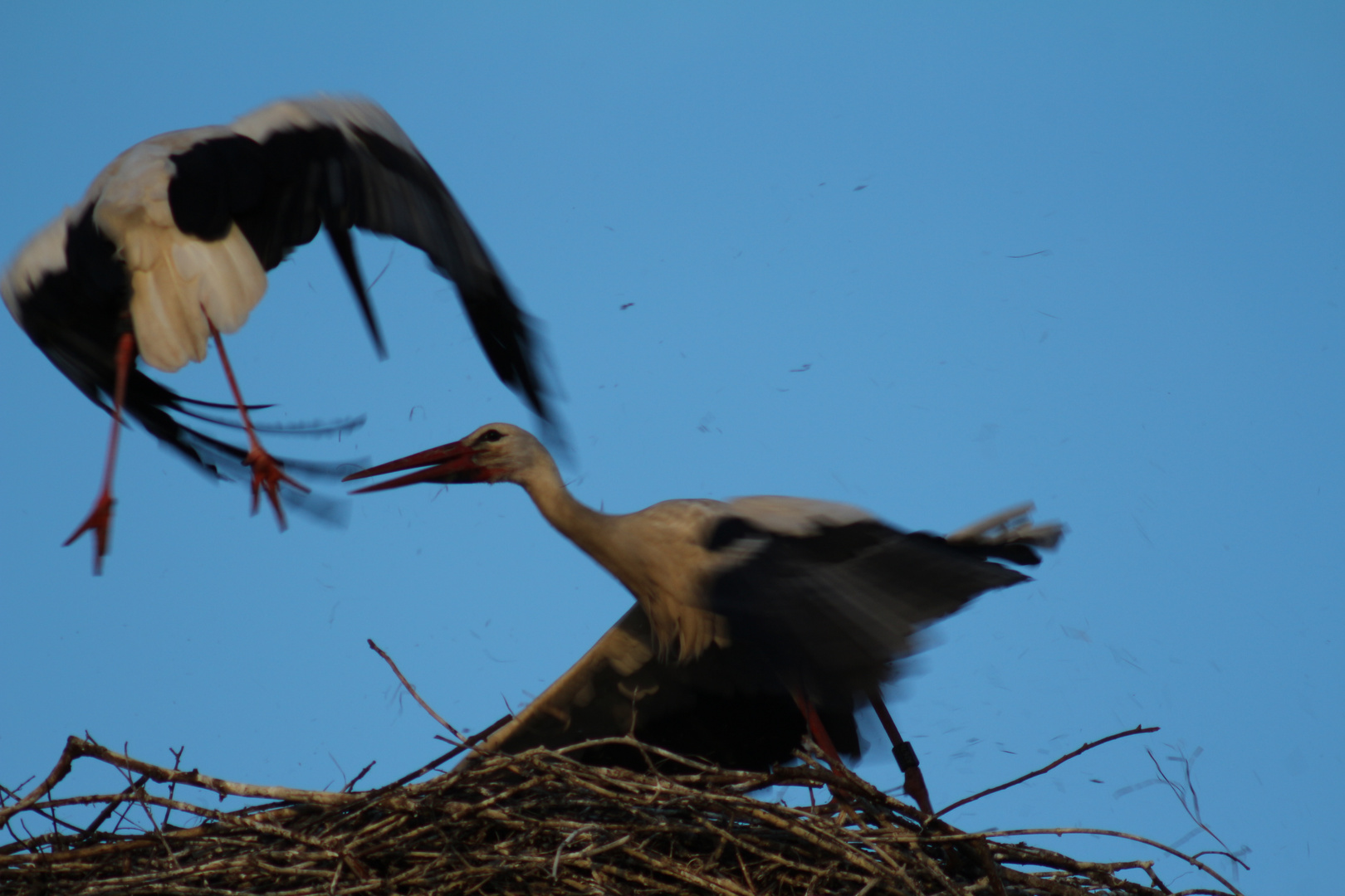 Jetzt Fliegen die Fetzen