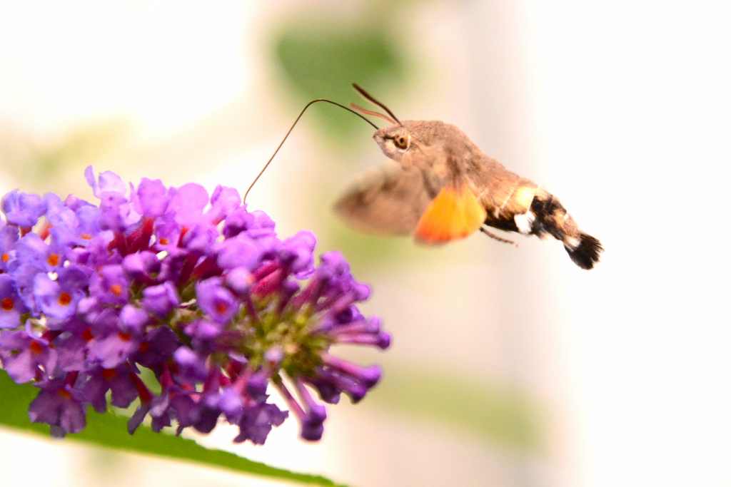 Jetzt fliegen die Schwärmer auch schon im oberen Erzgebirge