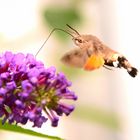 Jetzt fliegen die Schwärmer auch schon im oberen Erzgebirge