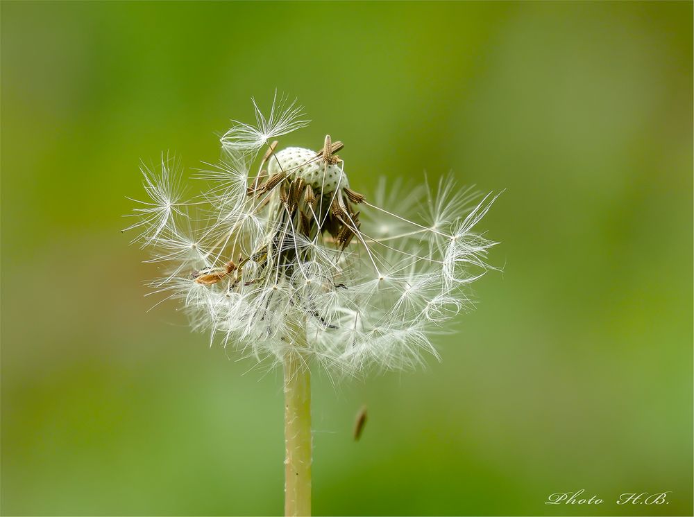 Jetzt fliegen sie wieder...