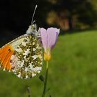 jetzt fliegen sie wieder