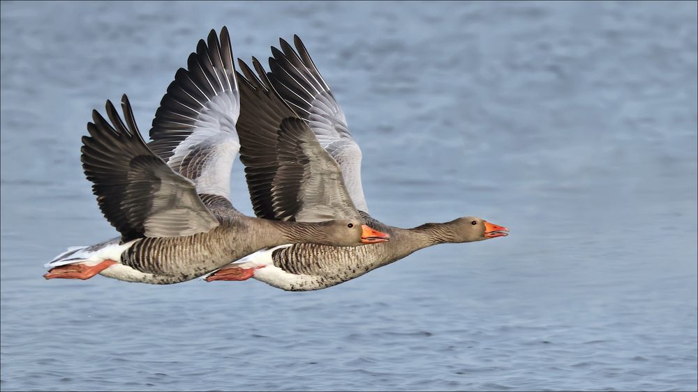 Jetzt fliegen sie wieder....