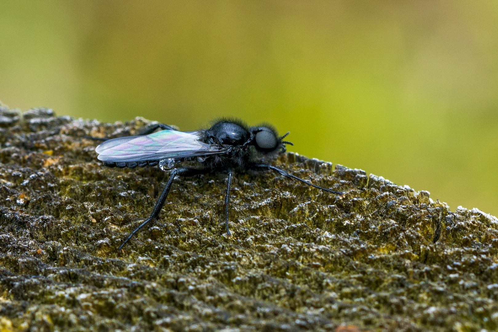 Jetzt fliegen sie wieder: Märzfliege 