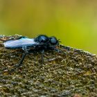 Jetzt fliegen sie wieder: Märzfliege 