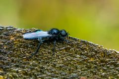 Jetzt fliegen sie wieder: Märzfliege 