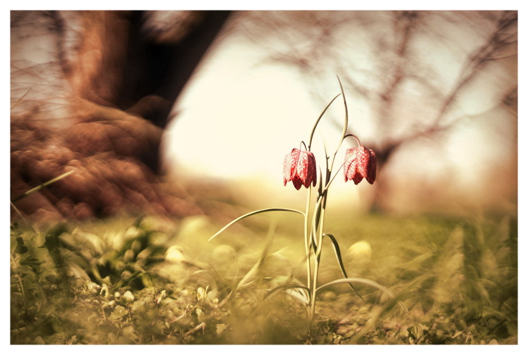 Jetzt geht er aber los, der Frühling!