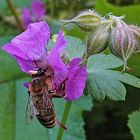 jetzt geht es hinein in die Blüte