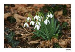 jetzt geht es los der Frühling kommt zu uns..............