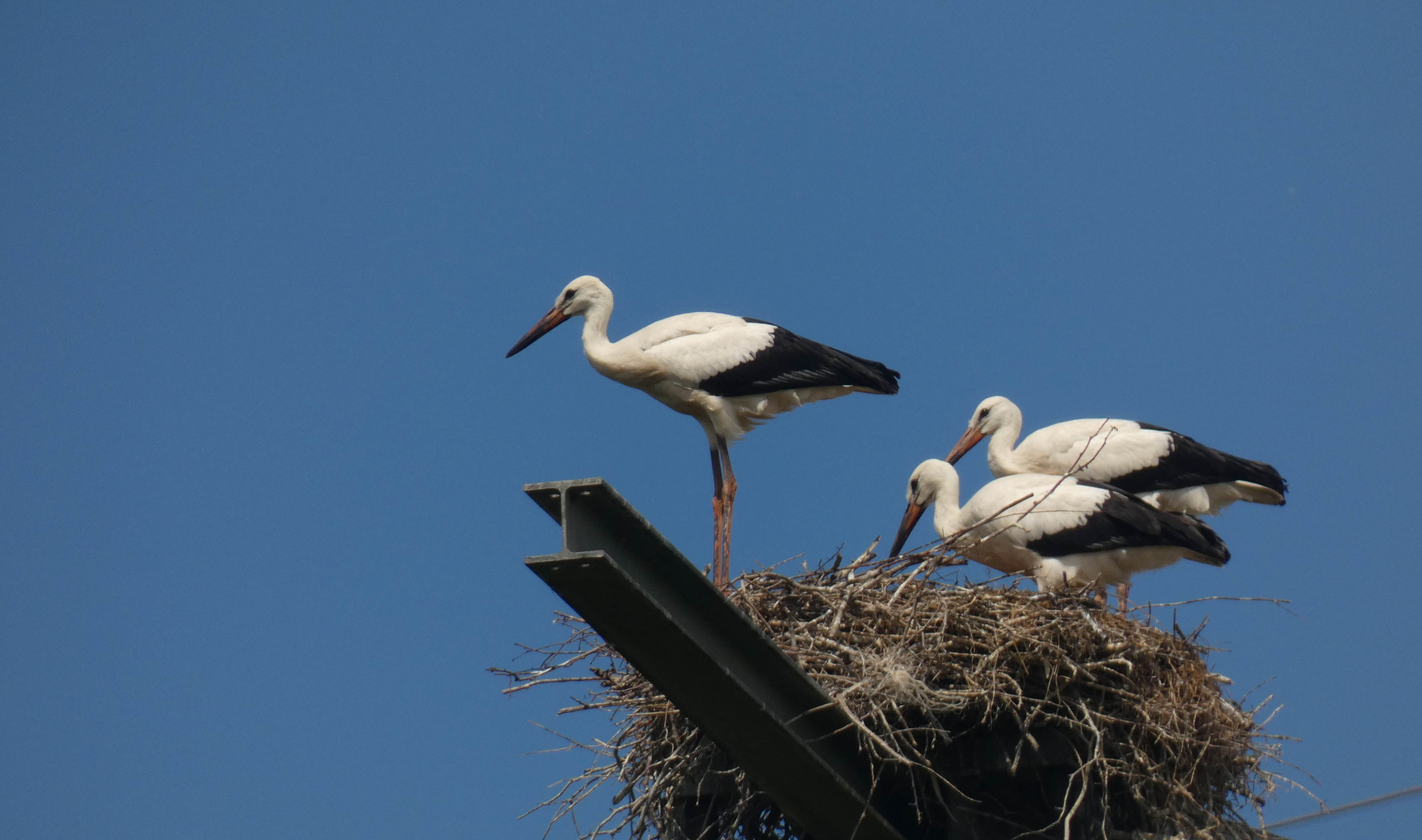 Jetzt geht es los. Ein Jungstorch in Hamm-Haaren  startet gleich durch.