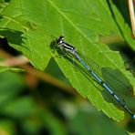 Jetzt geht es los: Hufeisen- Azurjungfer (Coenagrion puella)