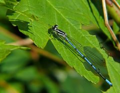 Jetzt geht es los: Hufeisen- Azurjungfer (Coenagrion puella)