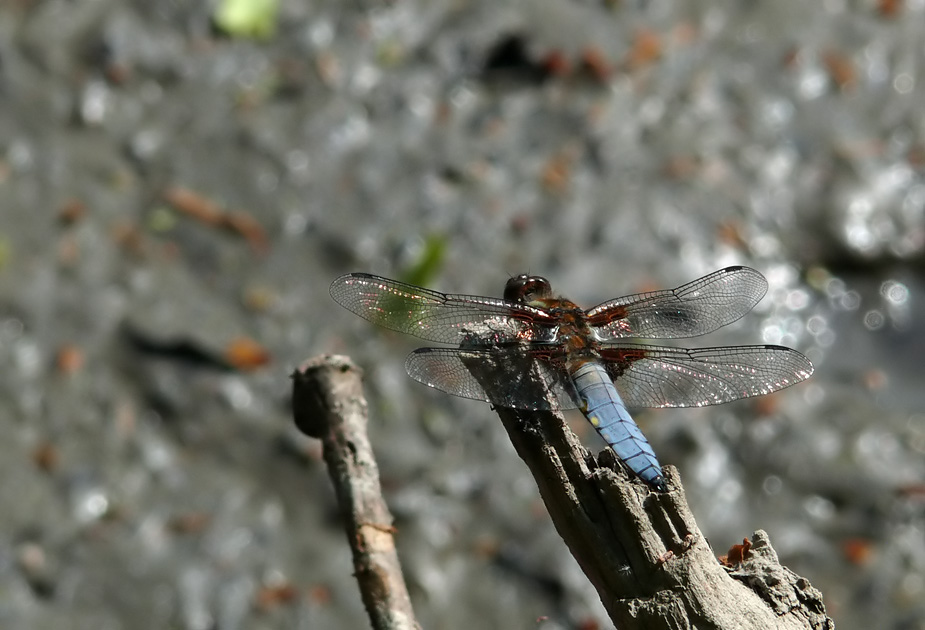 Jetzt geht es los (;o): Plattbauch (Libellula depressa)