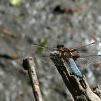 Jetzt geht es los (;o): Plattbauch (Libellula depressa)