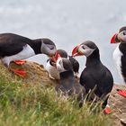 Jetzt gib es was zu futtern. Papageientaucher Latrabjarg Island 06.07.2010