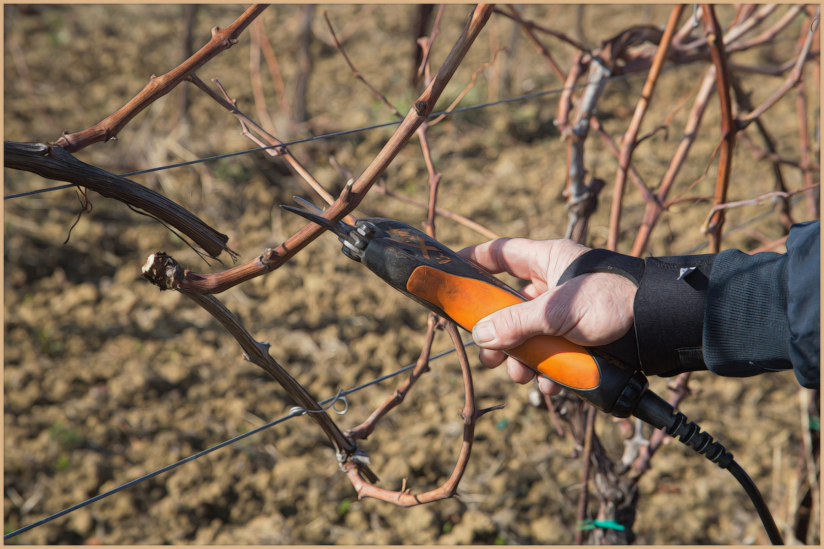 jetzt gibt es viel Arbeit im Weinberg