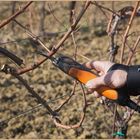 jetzt gibt es viel Arbeit im Weinberg