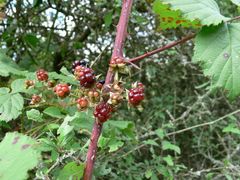 jetzt gibts Waldbrombeeren