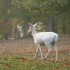 Jetzt hab ich genug von diesen lästigen Fotografen