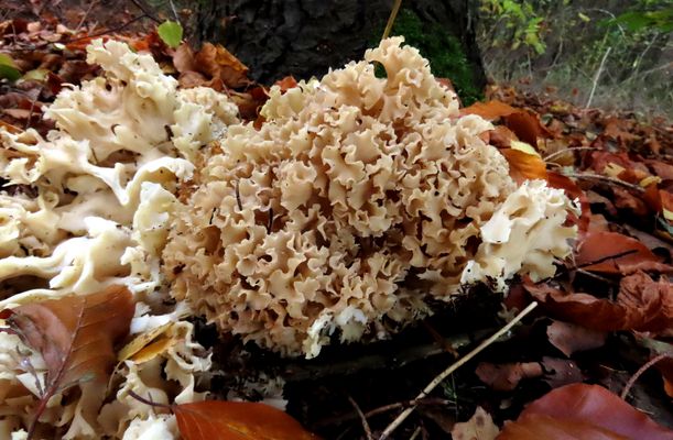 Jetzt habe ich mal eine Krause Glucke gefunden