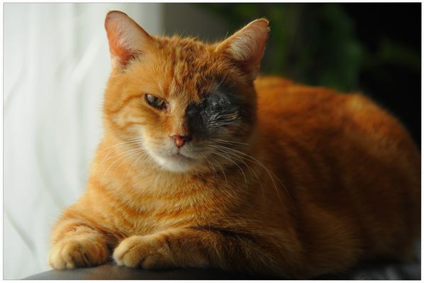 Jetzt habe ich nur noch ein Auge (Ahora tengo tan solo un ojo)