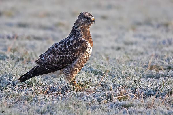        Jetzt haben wir seine Temperaturen !!