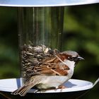 jetzt hat auch der erste Spatz den Futterplatz entdeckt