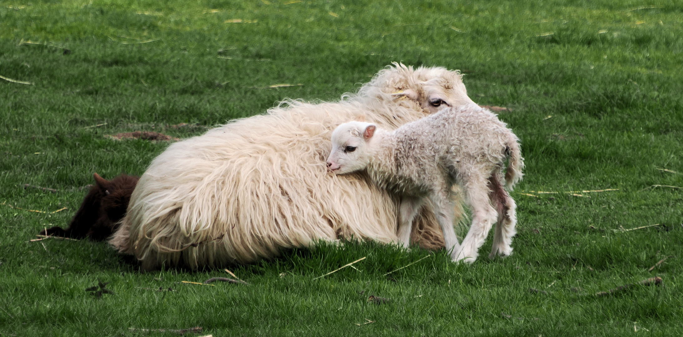 Jetzt hat auch die letzte Mama ihr Lamm …