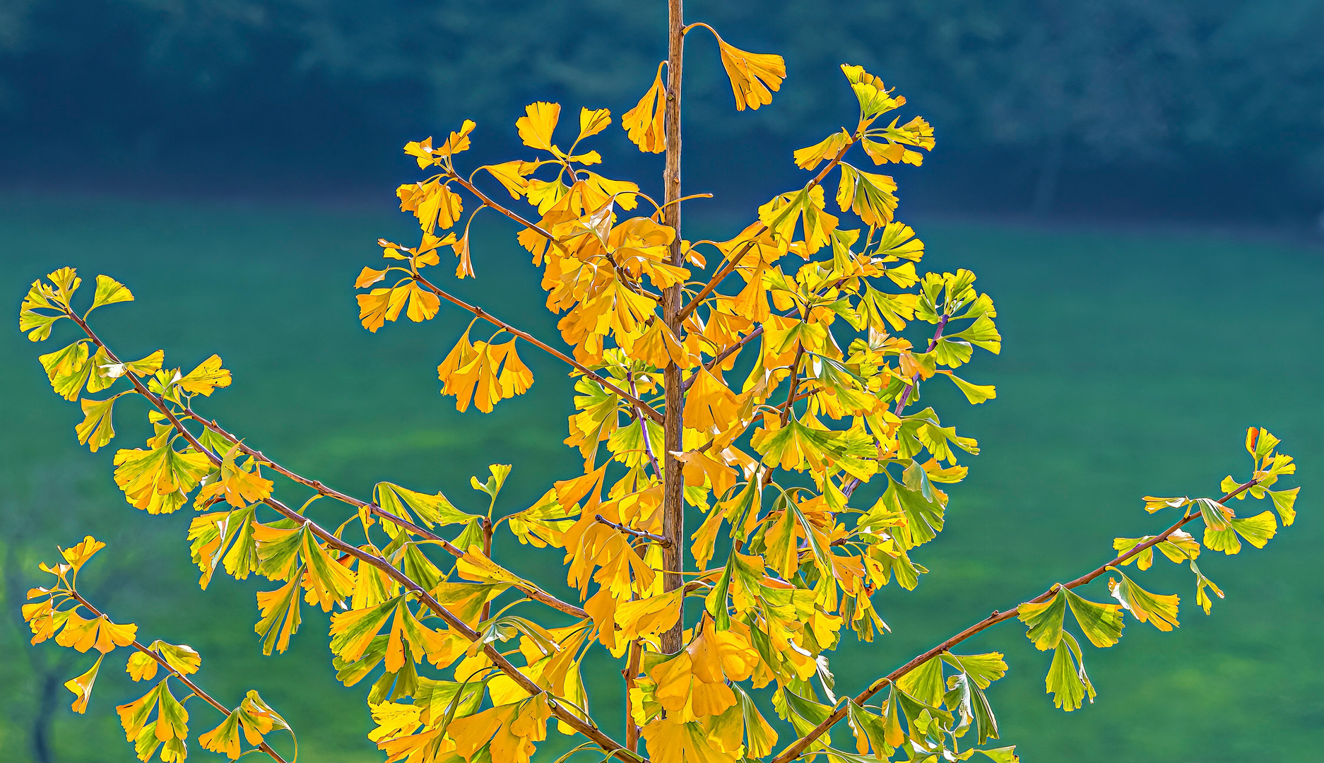 Jetzt hat er seine schönste Herbstfarbe bekommen