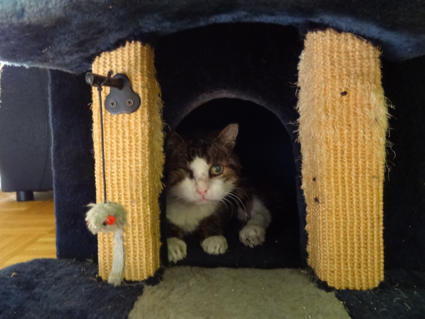 Jetzt hat Freddy auch unser Katzenhaus entdeckt 