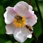 Jetzt herrscht Konkurrenz auf der Herbstanemone 