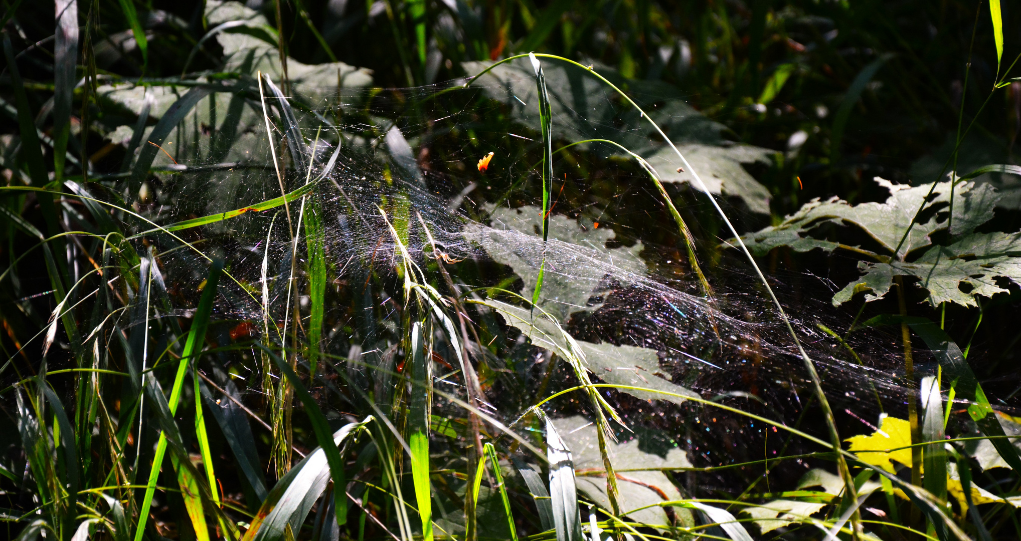 jetzt im Herbst ist der Garten voller Spinnennetze