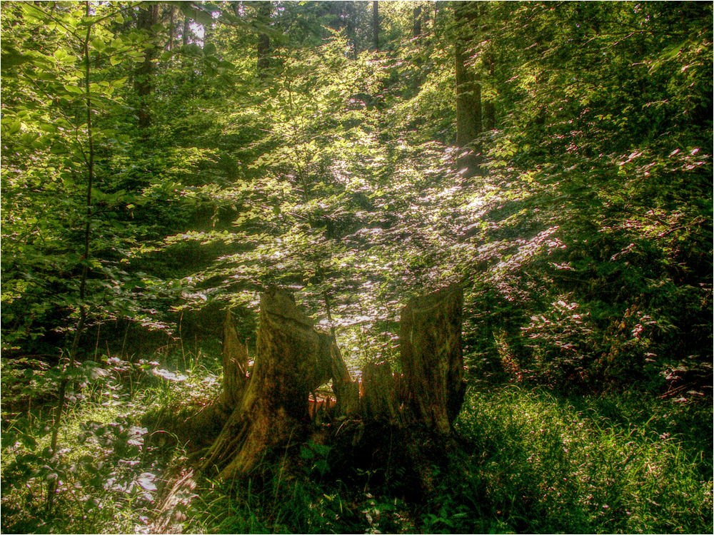 jetzt in den Wald gehen