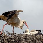 Jetzt ist aber mal Ruhe hier im Nest