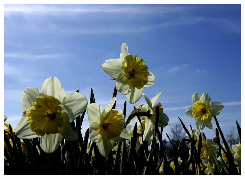 Jetzt ist auch bei den Blumen Ostern