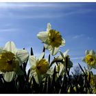 Jetzt ist auch bei den Blumen Ostern