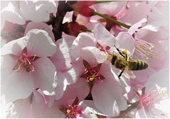 Jetzt ist auch bei uns Frühling (2).................