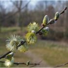 Jetzt ist der Frühling angekommen