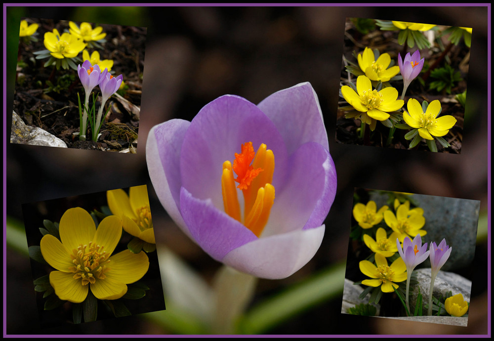 ... jetzt ist der Frühling auch bei uns gekommen...