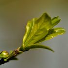 jetzt ist der Frühling da